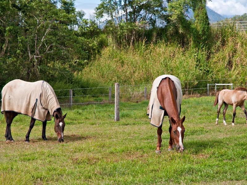 Lot 12 Mohammed Access Road, Edmonton QLD 4869