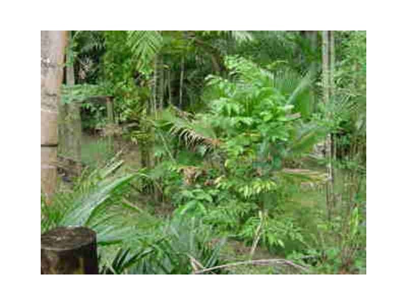 43 Rainforest Road, Edmonton QLD 4869