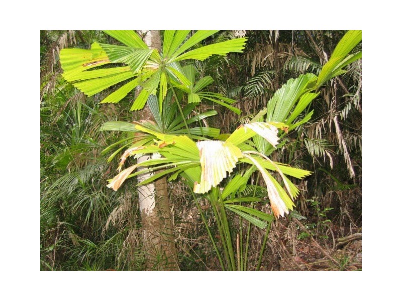 19 Black Mountain Road, Kuranda QLD 4881