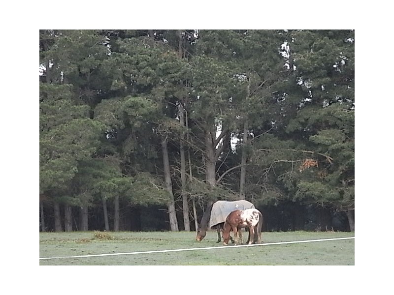 14 Webbs Lane, Somerville VIC 3912