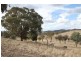 525 Murrumbateman Road, Murrumbateman NSW 2582