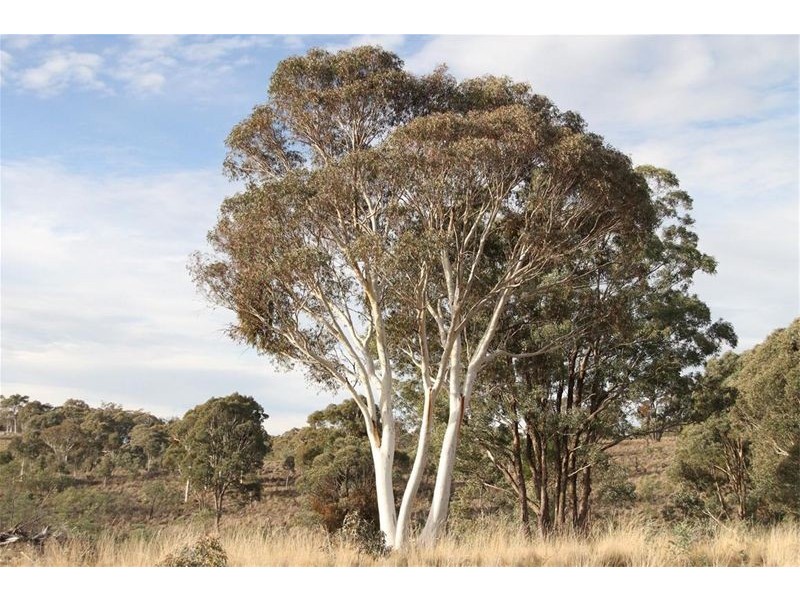 153 Collector Road, Gunning NSW 2581