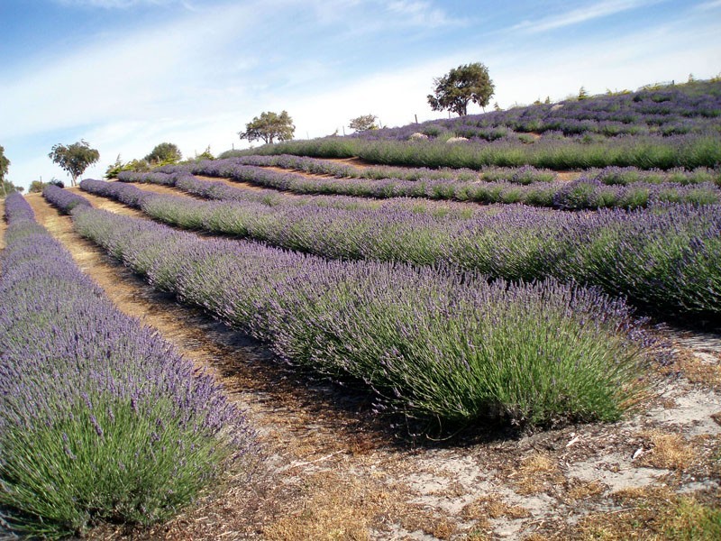 8303 Princess Hwy, Allestree VIC 3305