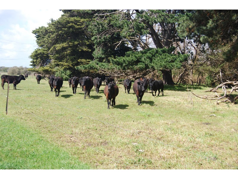 6324 Ettrick Road, Heywood VIC 3304