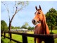72 Willandra Place, Kureelpa QLD 4560