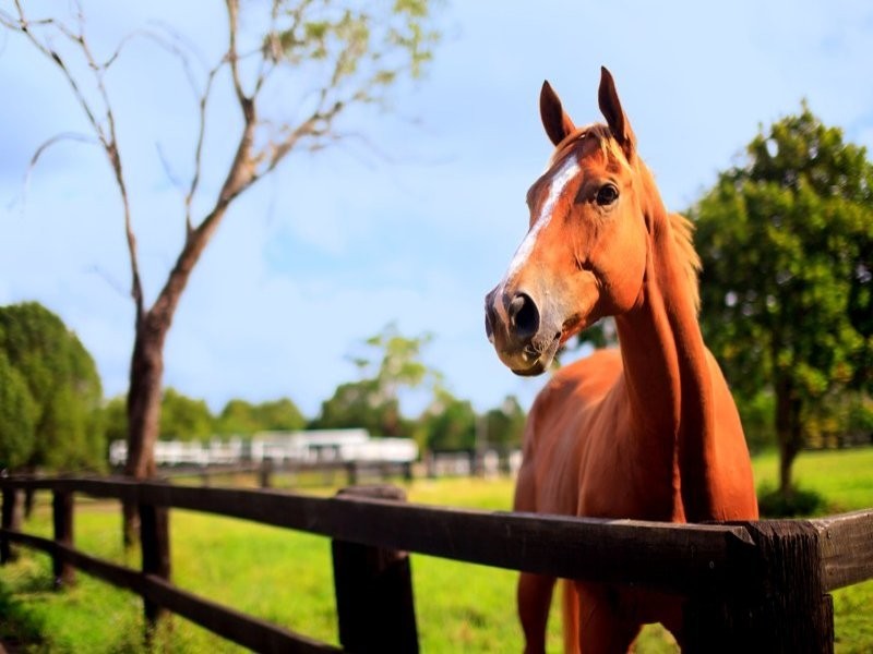 72 Willandra Place, Kureelpa QLD 4560