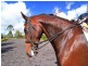 Mapleton QLD 4560