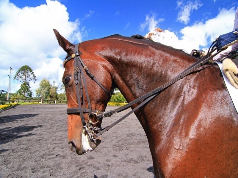 Mapleton QLD 4560