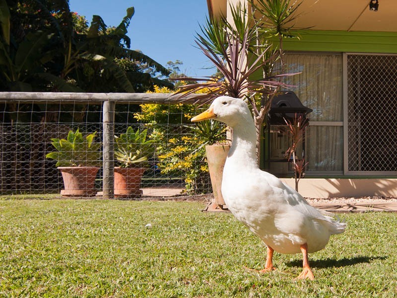 307 Ilkley Road, Ilkley QLD 4554