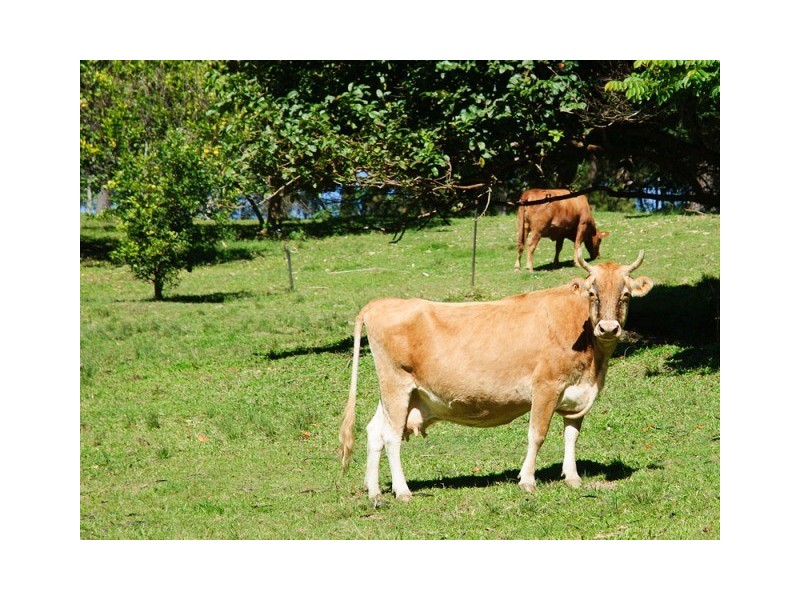 307 Ilkley Road, Ilkley QLD 4554