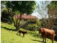 307 Ilkley Road, Ilkley QLD 4554