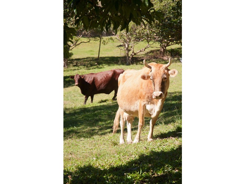 307 Ilkley Road, Ilkley QLD 4554