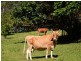 307 Ilkley Road, Ilkley QLD 4554