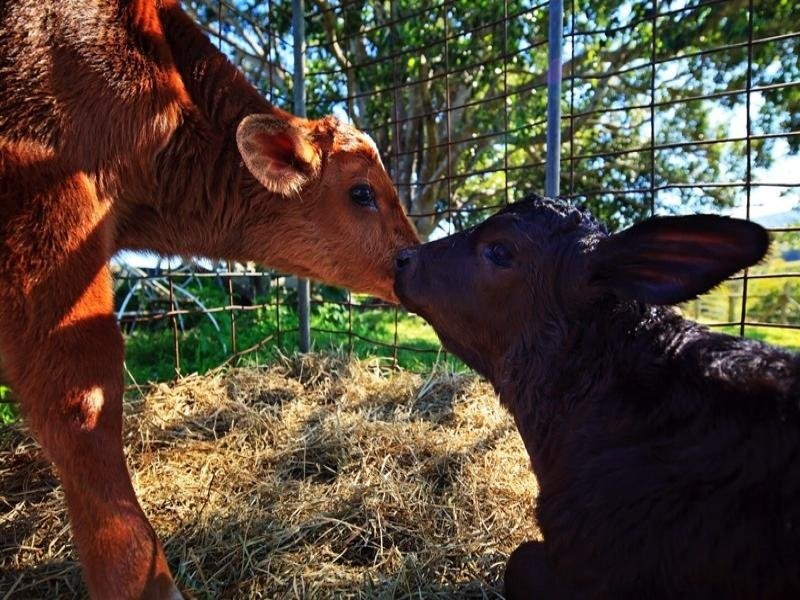 Mothar Mountain QLD 4570