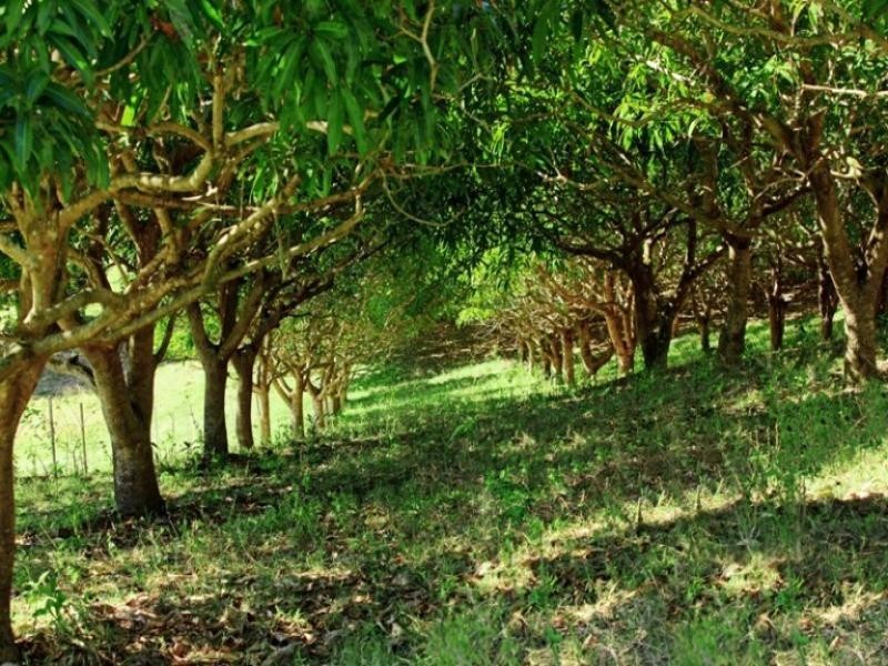 Mothar Mountain QLD 4570