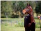 54 Kirbys Road, Obi Obi QLD 4574