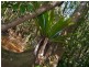 111A Kentish Road, Kiels Mountain QLD 4559