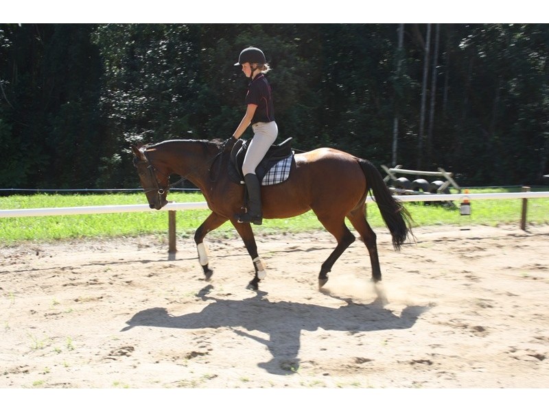 57 McKees Rd, Palmwoods QLD 4555