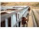 Tansey QLD 4601