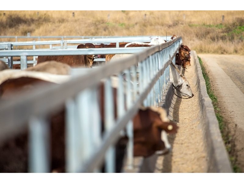 Tansey QLD 4601