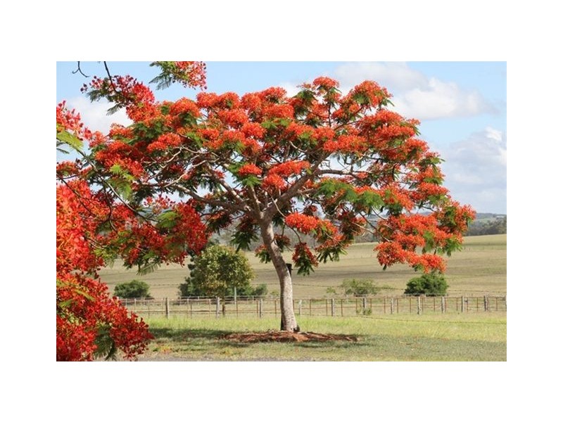 194 to 226 Linnings Road, Haigslea QLD 4306