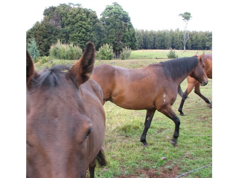 864 Cradle Mountain Road, Erriba TAS 7310