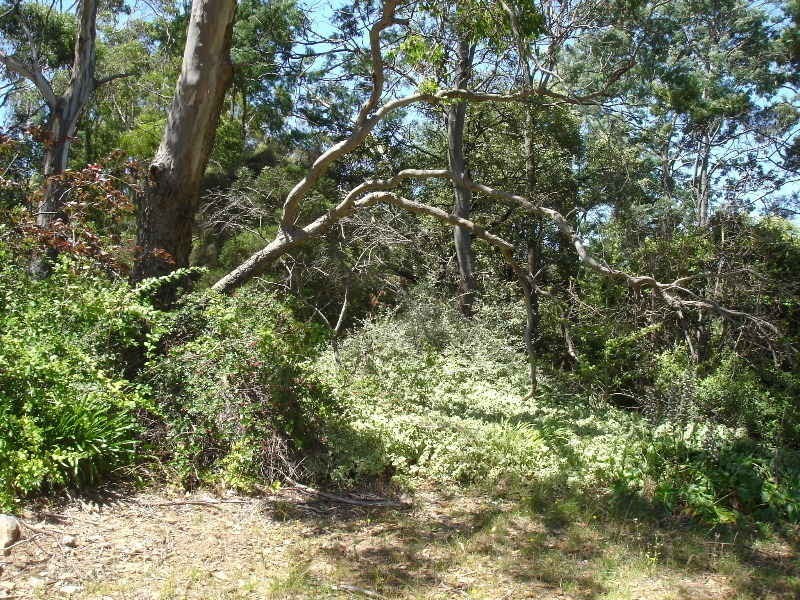 Lot 1,2 144 River Road, Ambleside TAS 7310