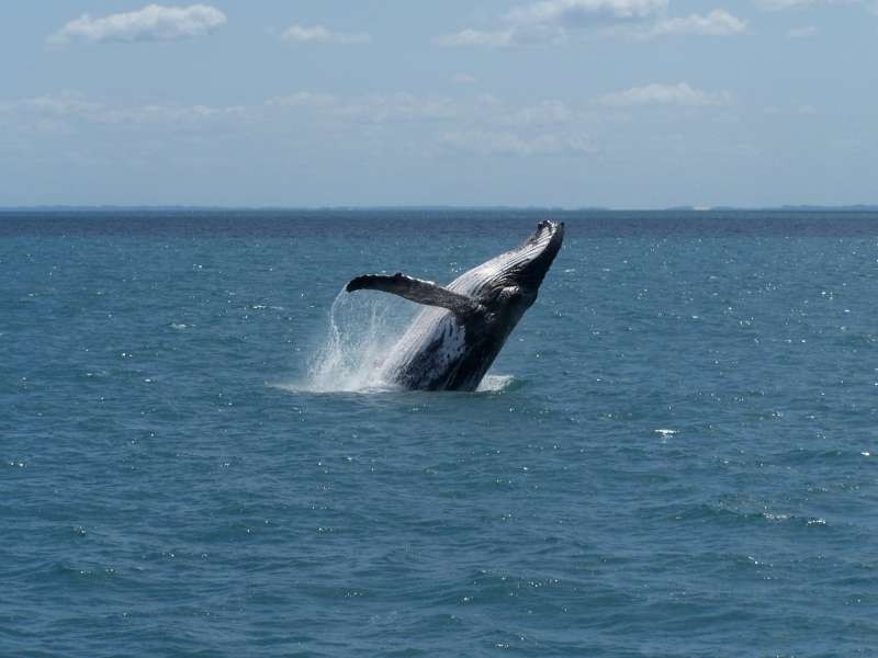 Level 5 515/637 Charlton Esplanade, Urangan QLD 4655
