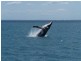 Urangan QLD 4655