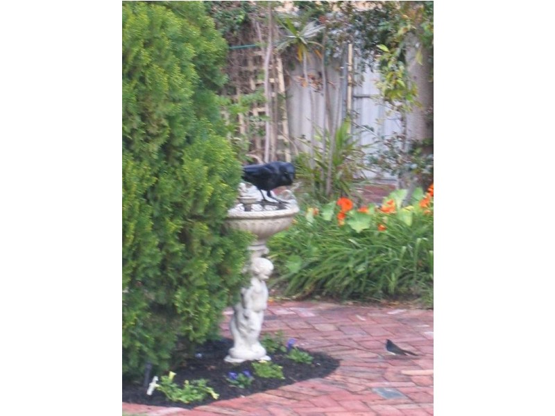 No. 102  Daglish Street, Wembley WA 6014