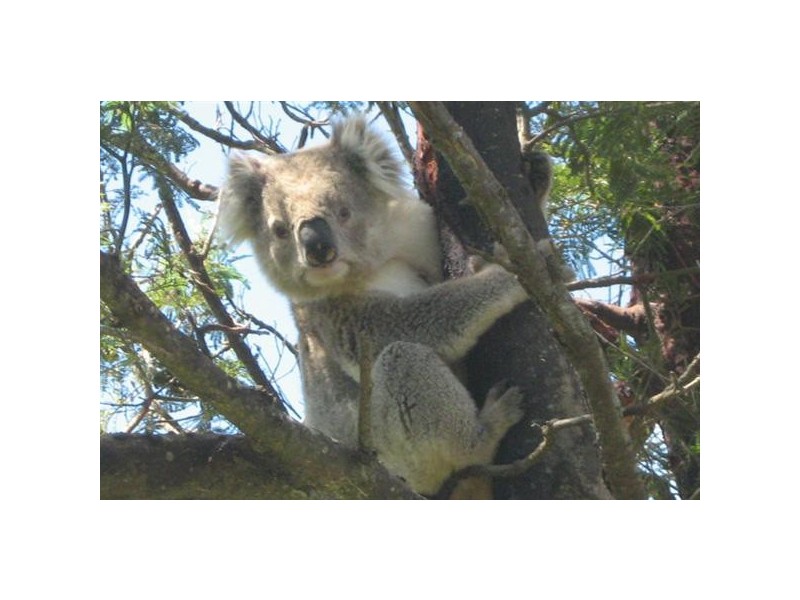 10  Centre Road, Raymond Island VIC 3880