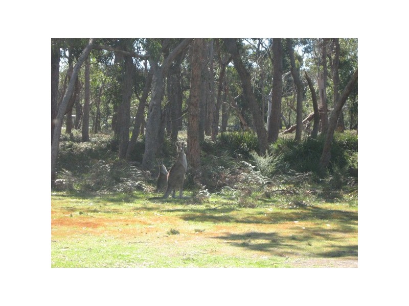 10  Centre Road, Raymond Island VIC 3880