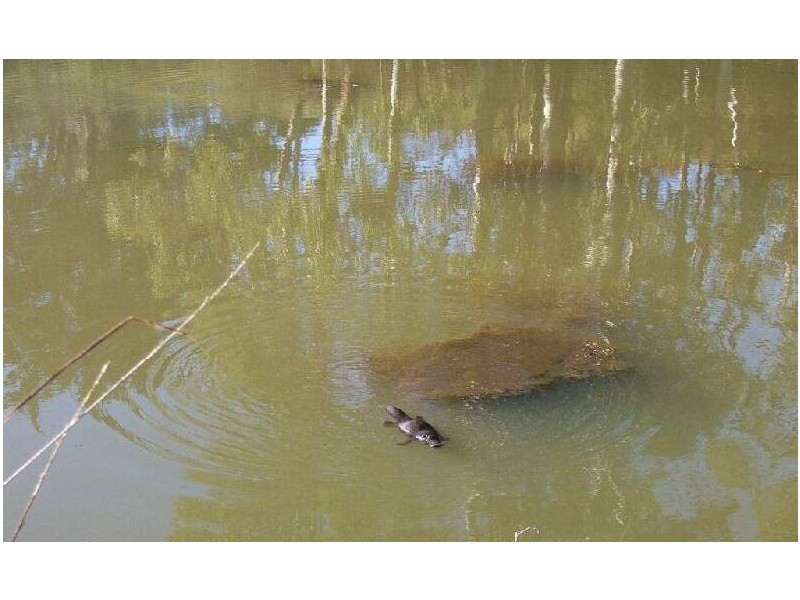 10 Billing Road, Sheffield TAS 7306