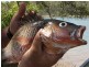 Baffle Creek QLD 4674