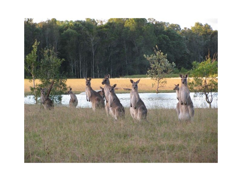 245a Evans Head Road, Woodburn NSW 2472