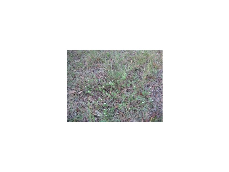 Lot 62, 73 Edinburgh Dr., Mount Hallen QLD 4312