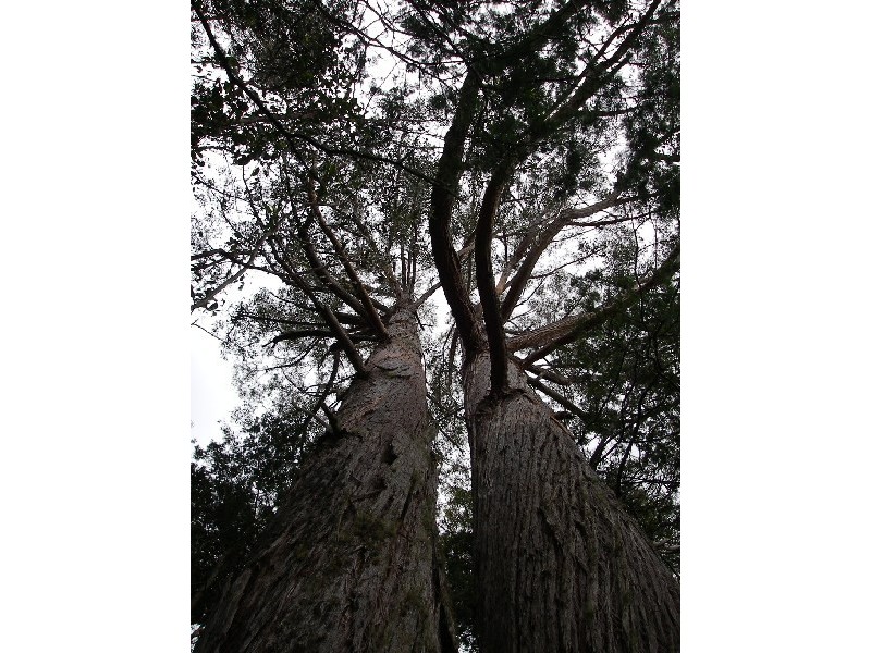 14 Sturmer Close, Allens Rivulet TAS 7150