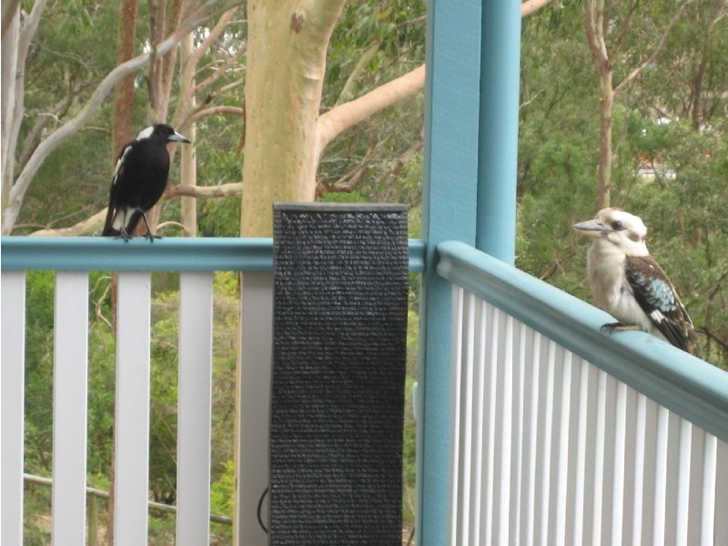 35 Cornubia Street, Cornubia QLD 4130