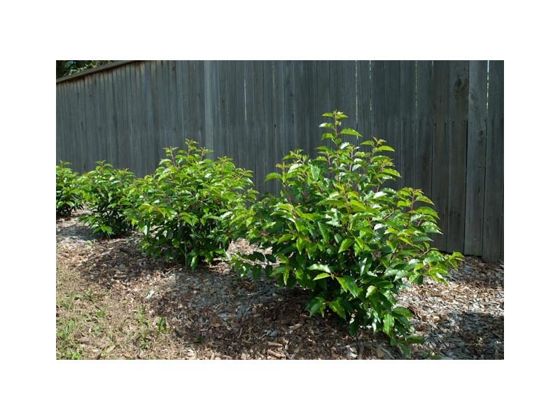 87 Bendooley Street, Bowral NSW 2576