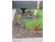 43 Coonawarra Avenue, Andrews Farm SA 5114