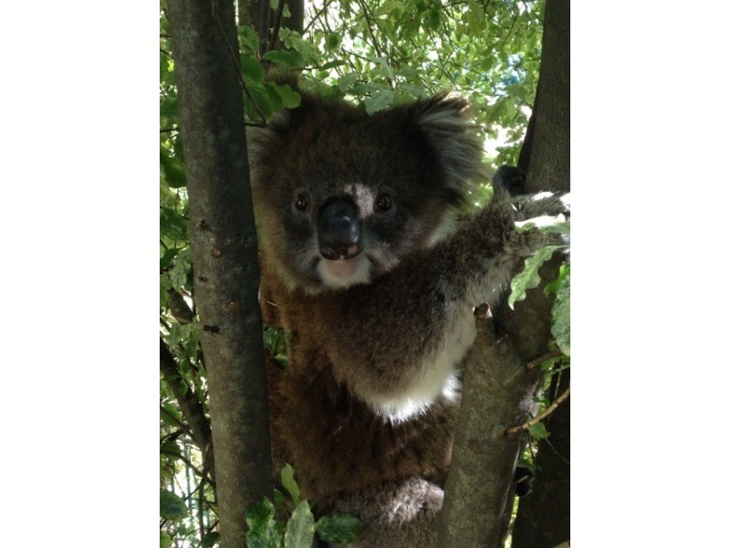 34 Waverley Ridge Road, Crafers West SA 5152