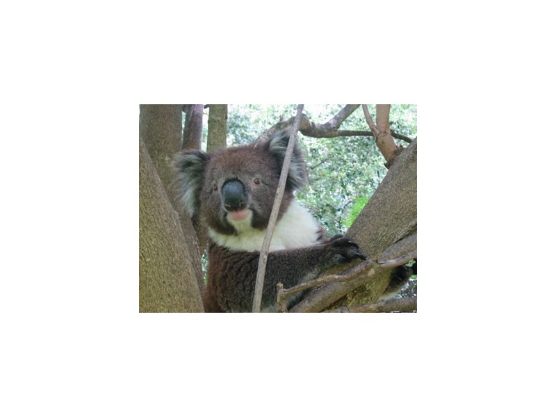 36 Freeman Avenue, Tranmere SA 5073