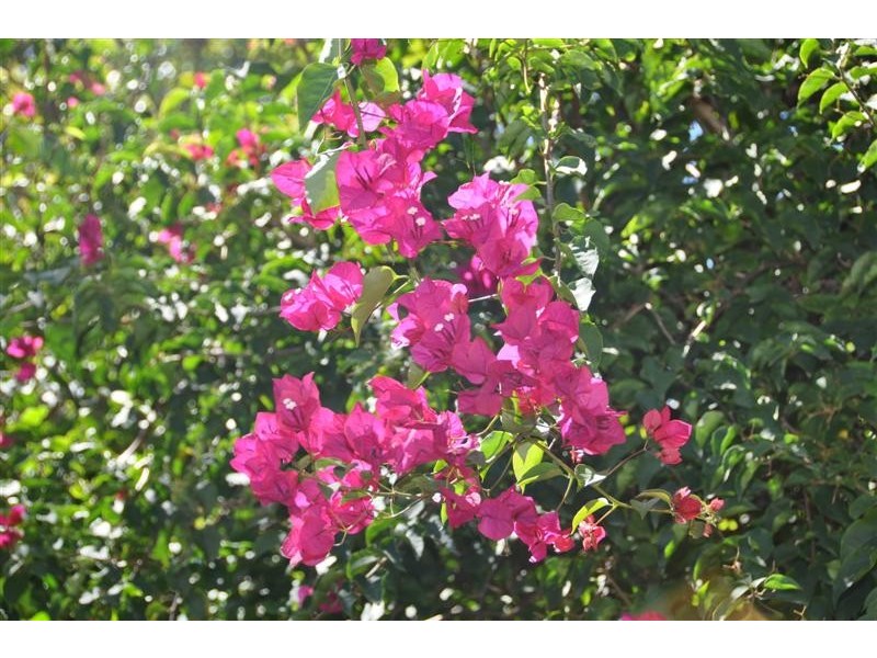 34 Thompson Street, Mosman NSW 2088