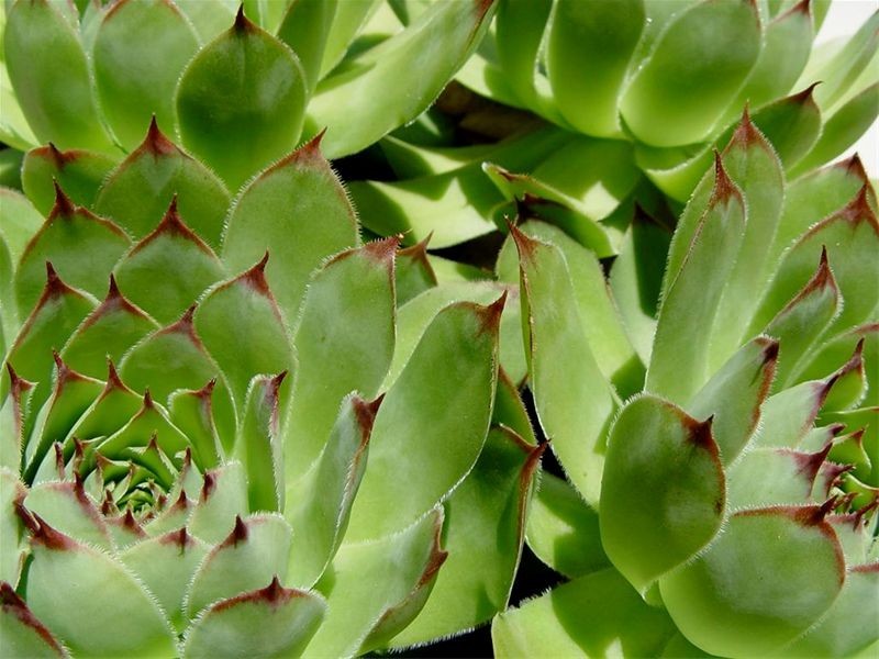 Neutral Bay NSW 2089