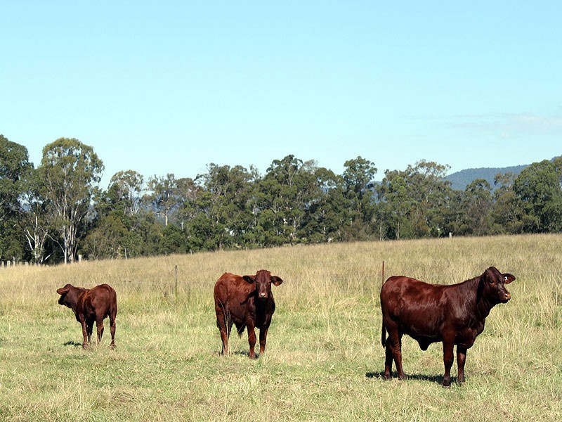 252  Temagog Road TEMAGOG via, Kempsey NSW 2440