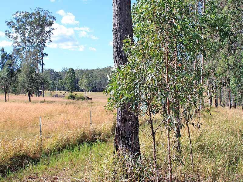 Prop Lot 2 Of Lot 2393 DP 263198 Spooners Avenue, COLLOMBATTI via, Kempsey NSW 2440