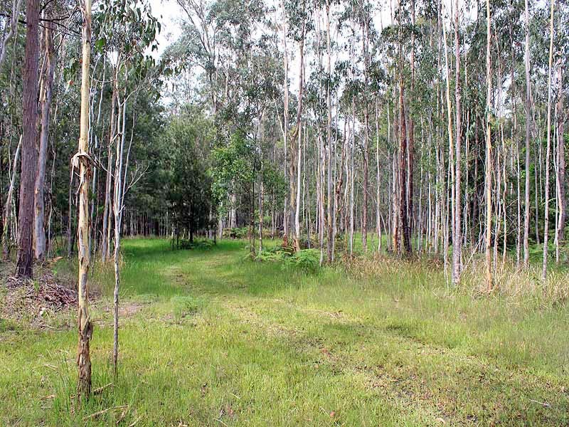 910 Spooners Avenue, Collombatti NSW 2440
