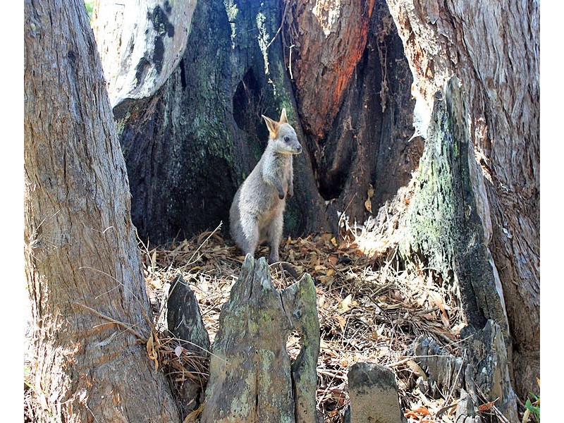 156 Gowings Hill Road, South Kempsey, via, Kempsey NSW 2440