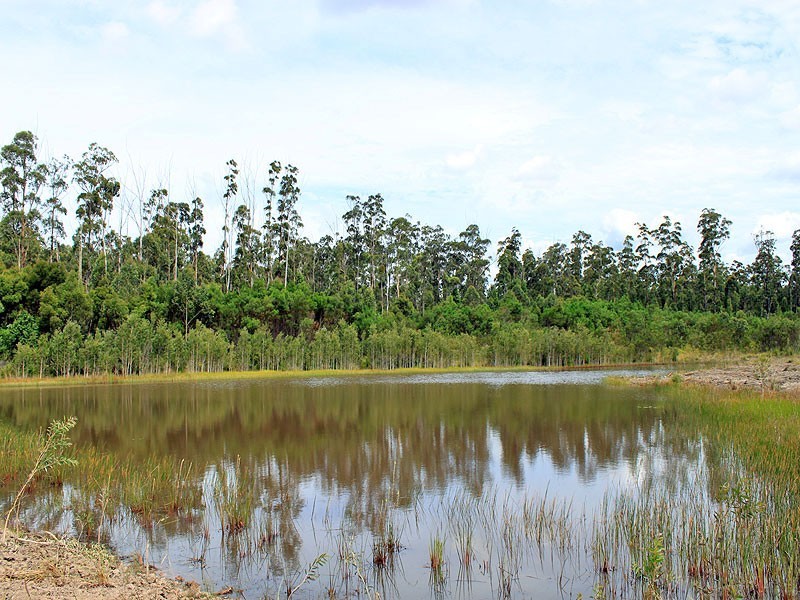 37 Barraganyatti Hut Road, Barraganyatti NSW 2441