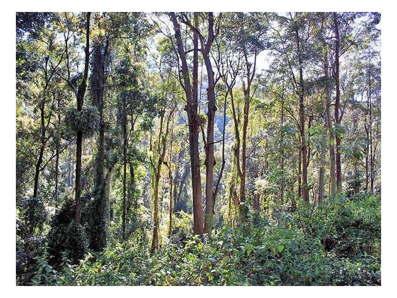 Lot 20 Toorumbee Rd, Moparrabah NSW 2440